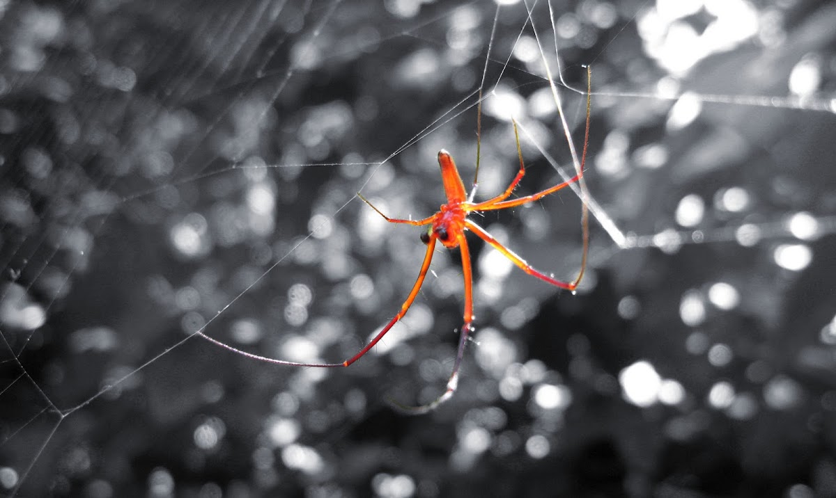 Orange spider