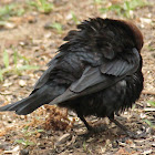 Brown-headed cowbird, courting