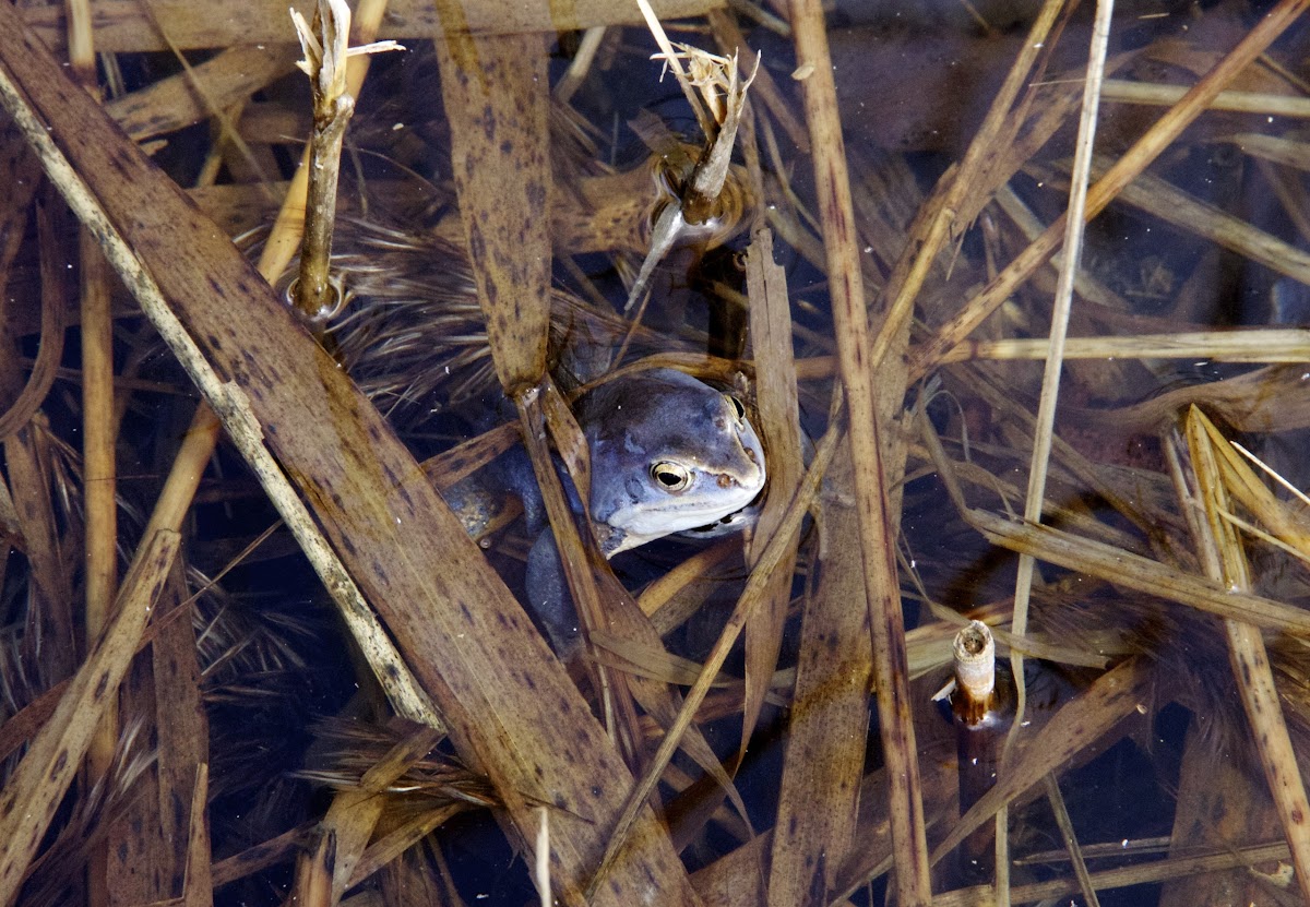 Moor Frog