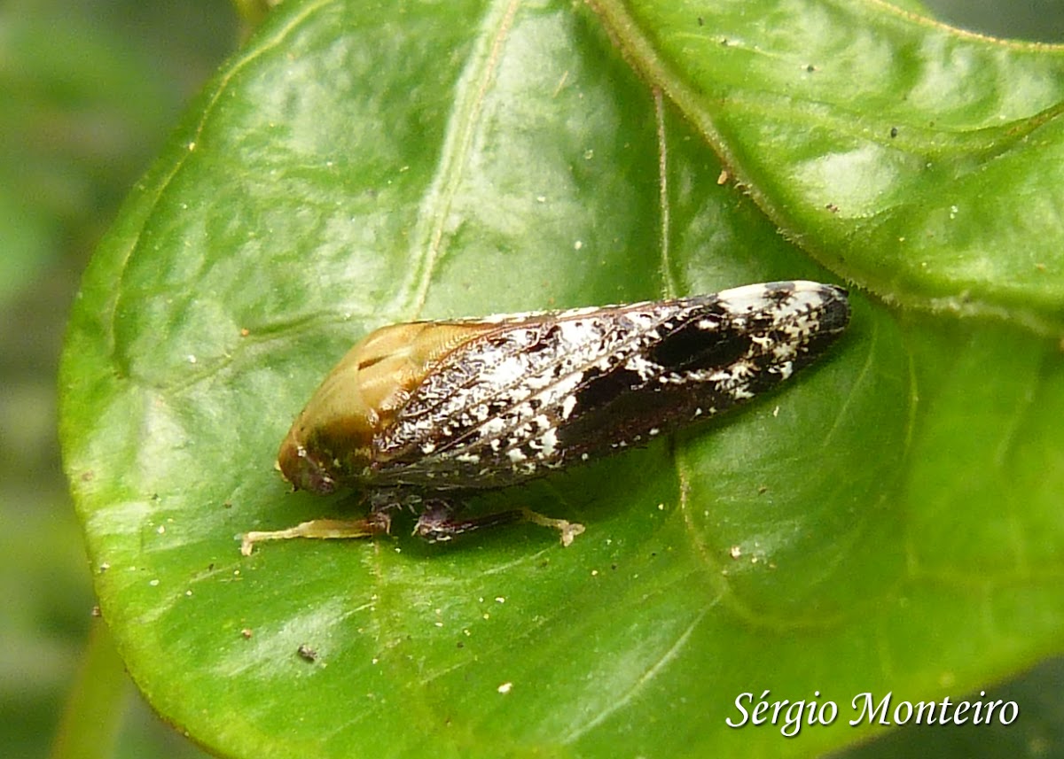 Leafhopper