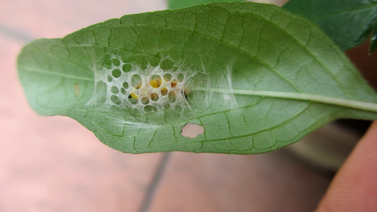 Clethrogyna turbata moth cocoon