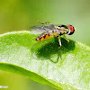 Syrphid fly, male