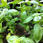 Sweet Italian Large Leaf Basil Herb