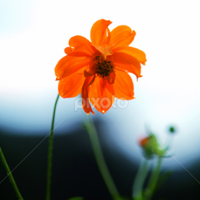 cosmos flower by Evan Ahmed - Flowers Flower Arangements