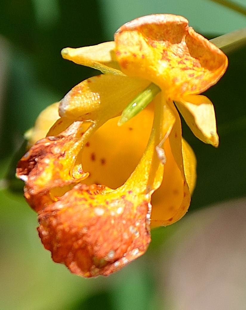 Spotted Jewelweed