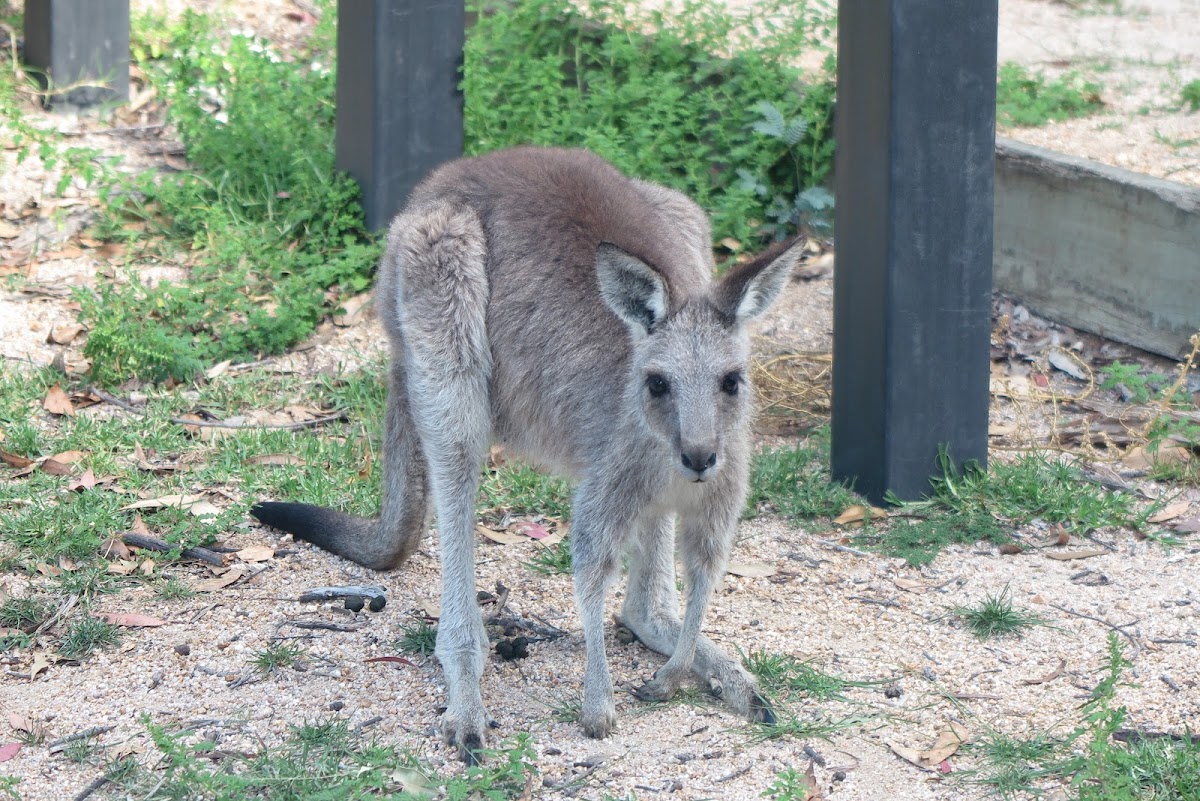 Eastern Grey Kangaroo (juvenile female)