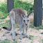 Eastern Grey Kangaroo (juvenile female)