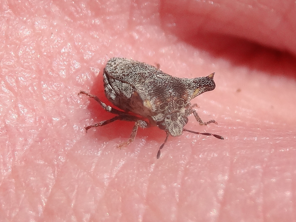 Two horned stink bug