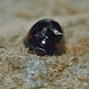 Three-spotted lady beetle
