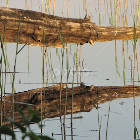 snag by Darius Morgendorfer - Nature Up Close Other Natural Objects