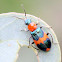 Red and blue pollen beetle