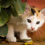 Is it me??? by Madhujith Venkatakrishna -  