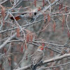 Northern Flicker