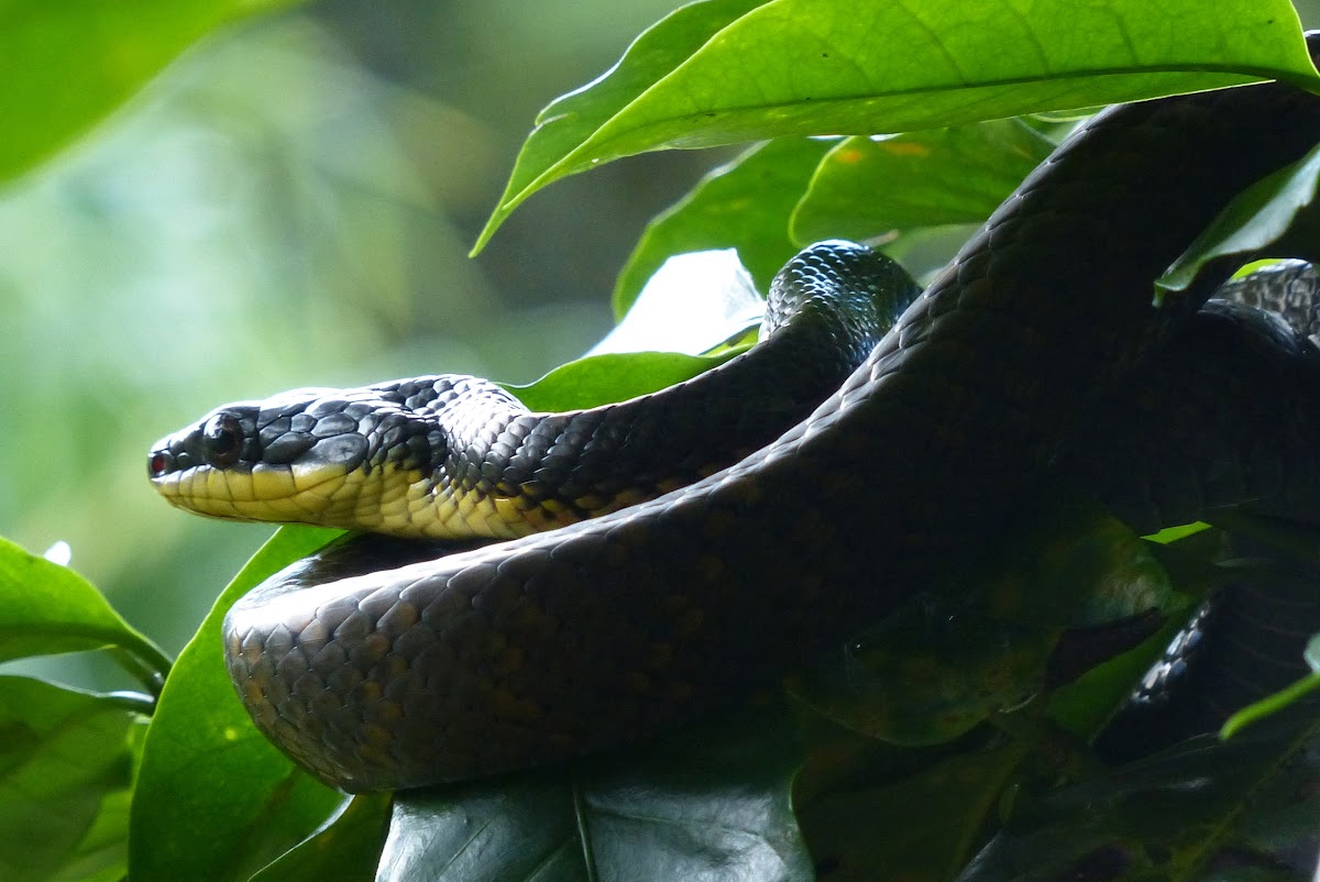 Neotropical Bird-Eating Snake
