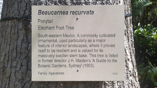Elephant Foot Tree Sign
