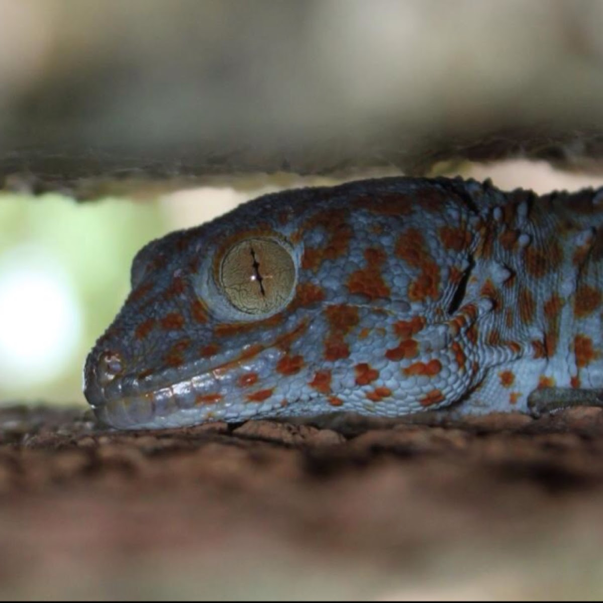 Tokay Gecko