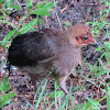 Australian Brush Turkey (chicks)