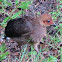 Australian Brush Turkey (chicks)