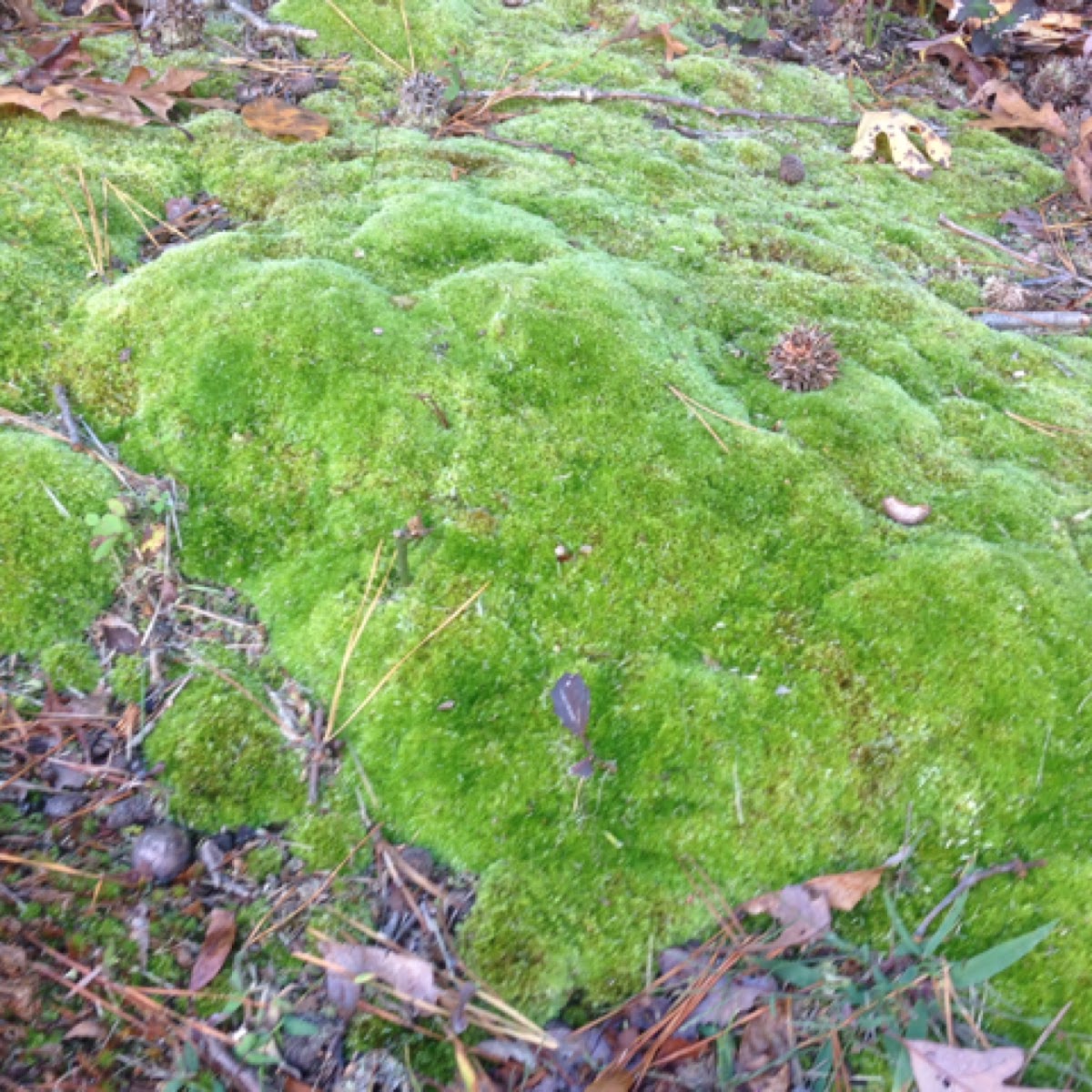 Cushion moss