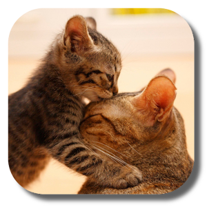 So Cute Cat Live Wallpaper  Android Apps on Google Play