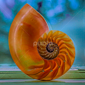 Nautilus by Nancy Merolle - Nature Up Close Other Natural Objects