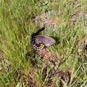 Pipevine Swallowtail Butterfly