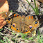 Common Buckeye