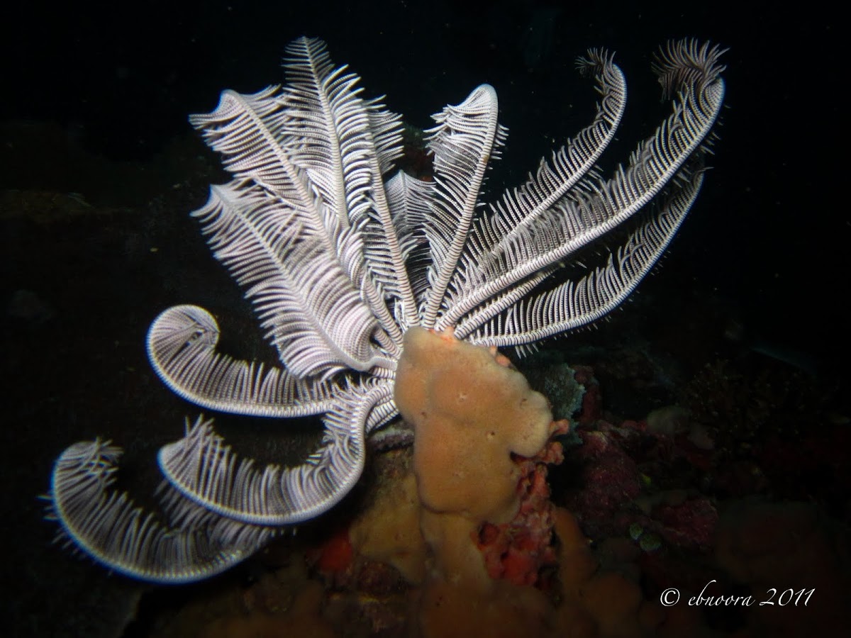 Feather Star