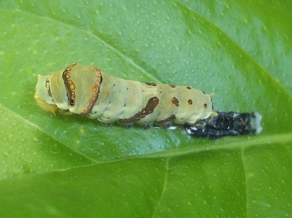 Swallowtail Larvae (Moulting Video)