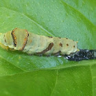 Swallowtail Larvae (Moulting Video)