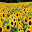 sunflower pictures v3 Download on Windows