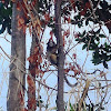 Mono tití de pincel blanco - White-tufted marmoset monkey - Macaco sagüi-de-tufos-brancos