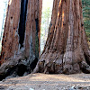 Giant sequoia..