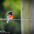 Scarlet Robin