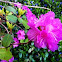 Rhododendron: Pink