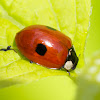 2 spotted ladybird