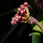 Oleander aphid