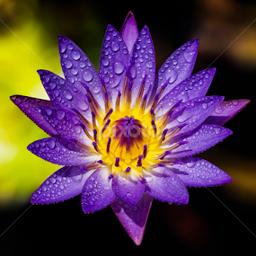 by Asher Jr Salvan - Flowers Single Flower