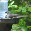 Black-crested Titmouse