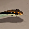 Painted Bronzeback Tree Snake
