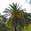 Phoenix canariensis