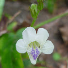 Chinese Violet