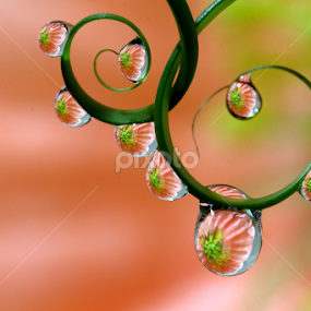 by Wahyudi Barasila - Nature Up Close Natural Waterdrops