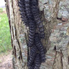 Silvery Checkerspot Caterpillars
