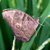 Common evening brown