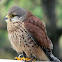 common kestrel, faucon crécerelle