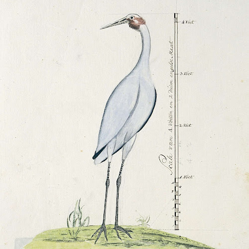 Antigone rubicunda (Brolga, or Australian Crane), George Raper ...