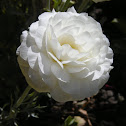 ? White flower