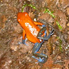 Blue-jeans Frog or Strawberry Poison Frog