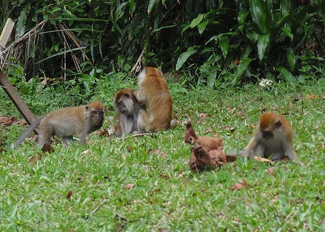  Long Tailed Macaque 